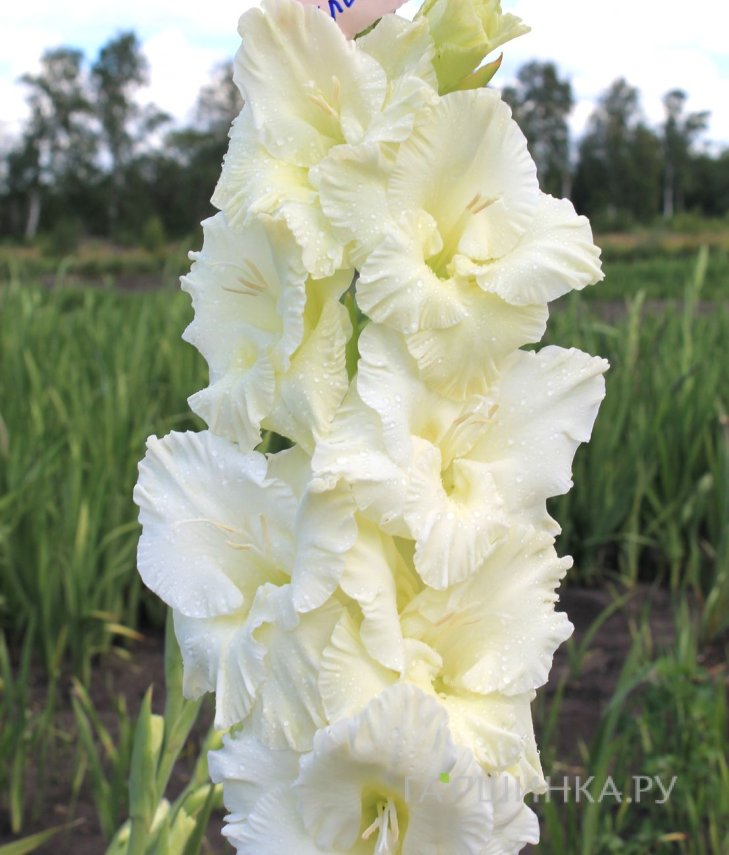 Гладиолус Белый Медведь