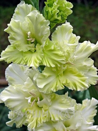 Гладиолус Благородный земледелец 2 шт