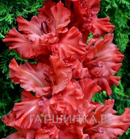 Гладиолус Большое искушение