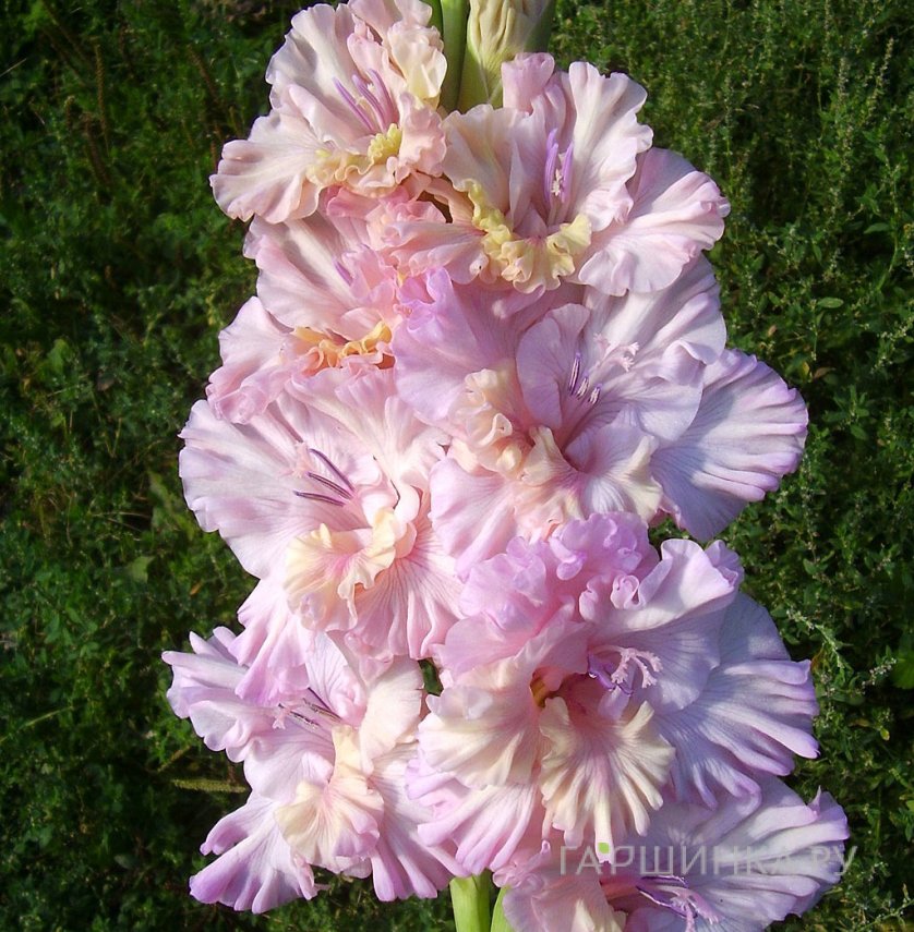 Гладиолус Божественная серенада