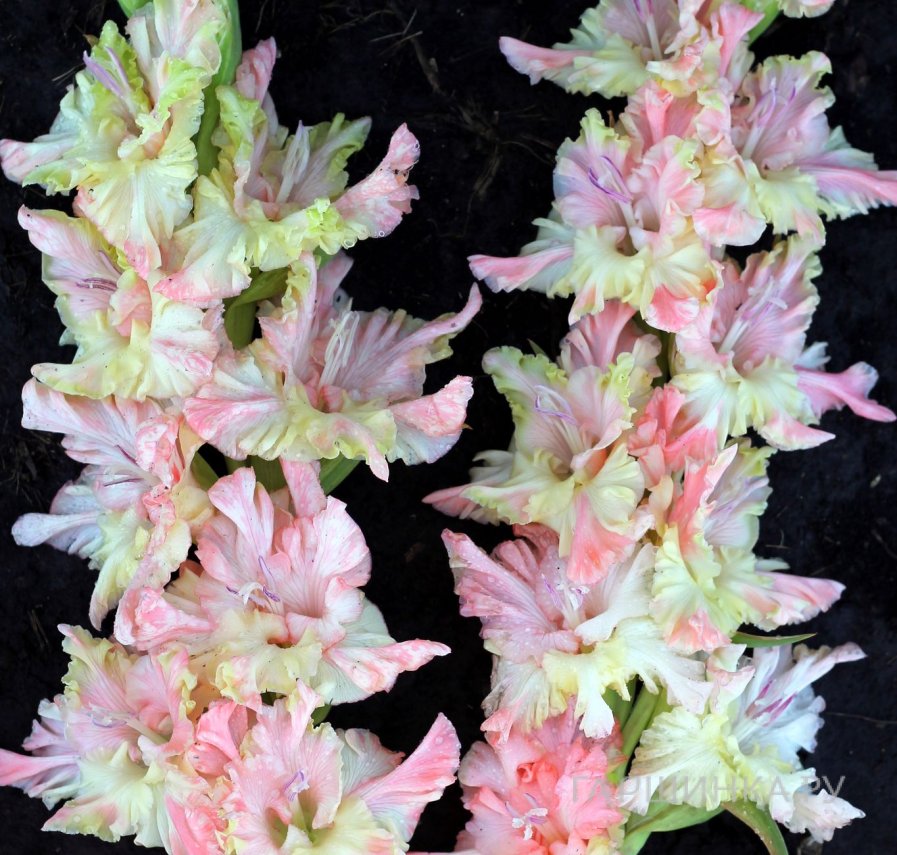 Гладиолус Дыхание лета