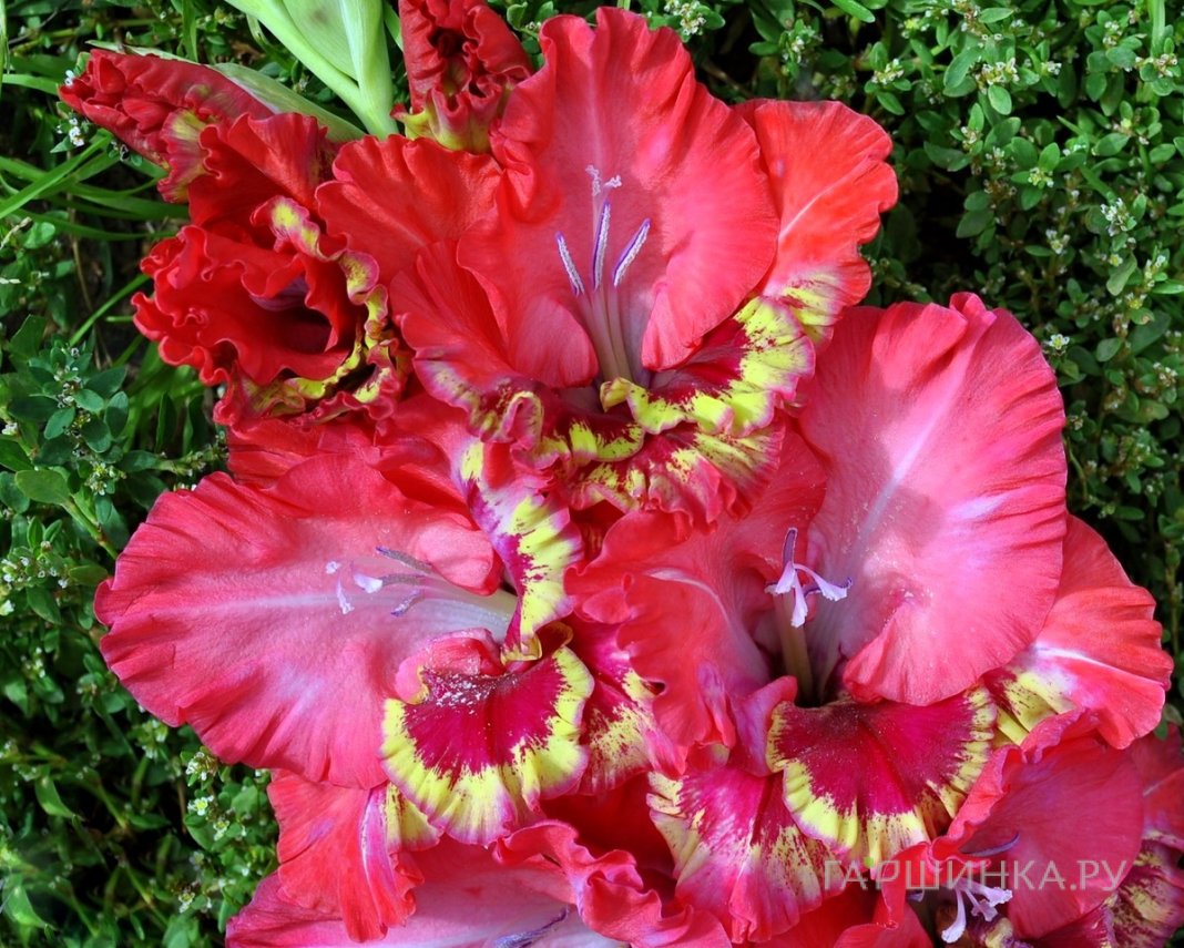 Гладиолус Фортуна