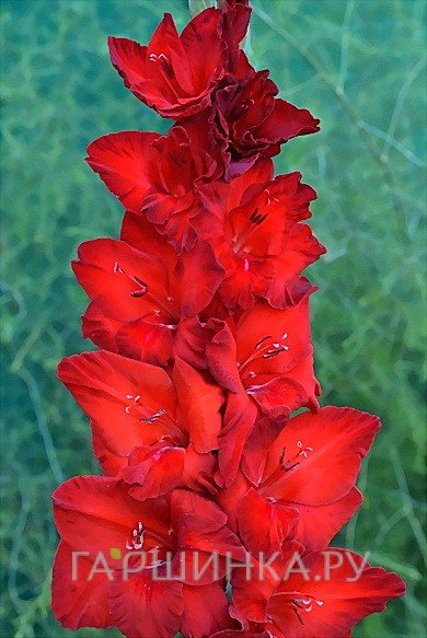 Гладиолус Гранатовый браслет 2 шт