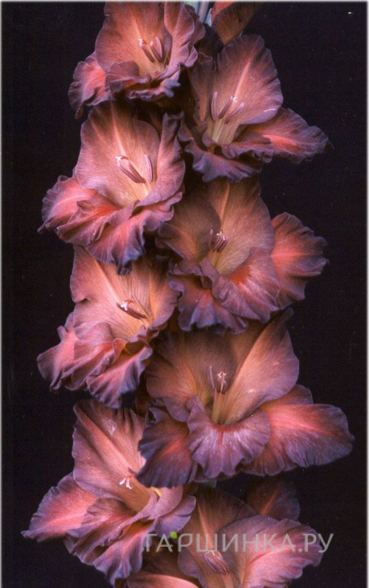 Гладиолус Коричневый халцедон