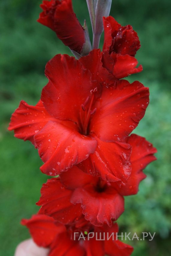 Гладиолус Красный фонарь 2 шт