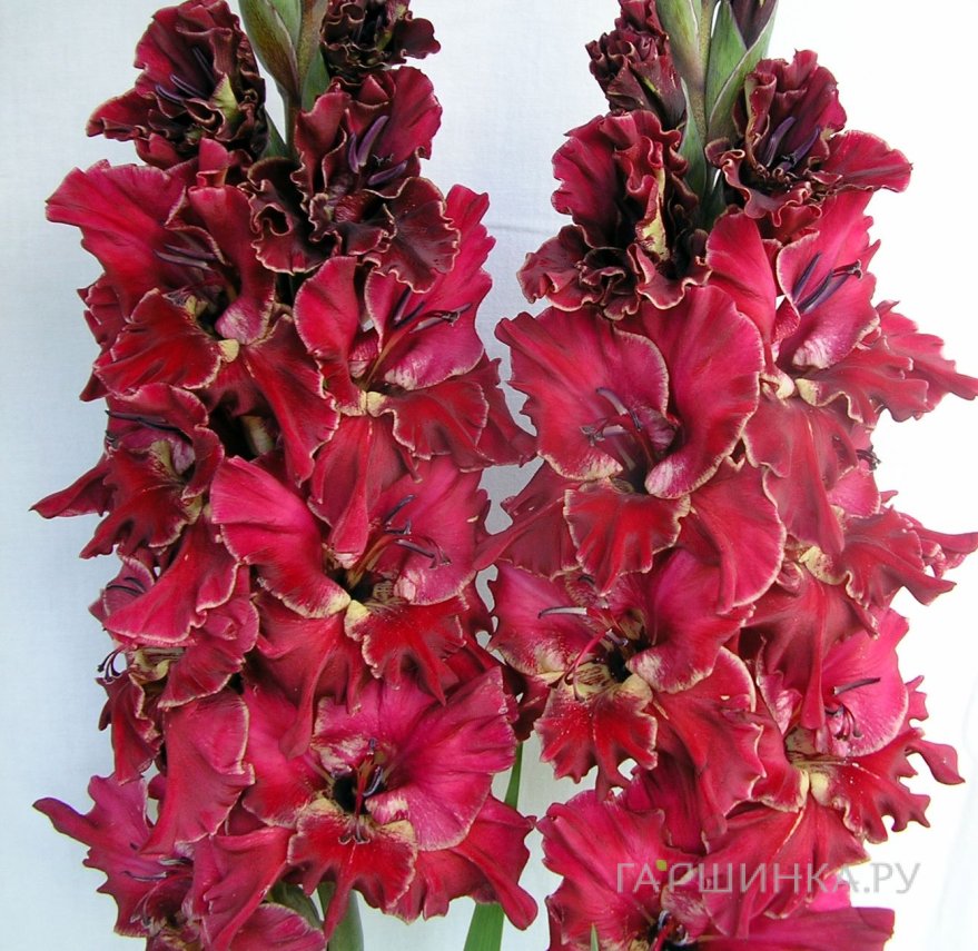 Гладиолус Лихой Гусар