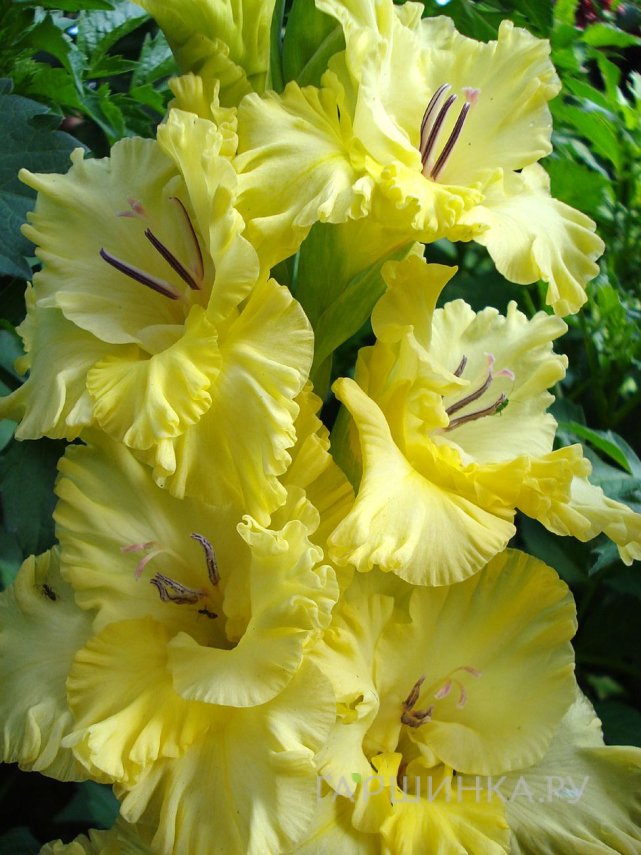 Гладиолус Маргарита