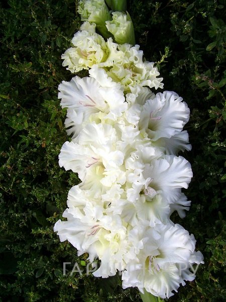 Гладиолус Москва Белокаменная