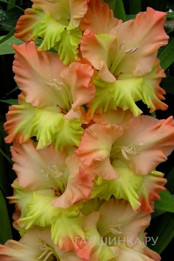 Гладиолус Поле Чудес