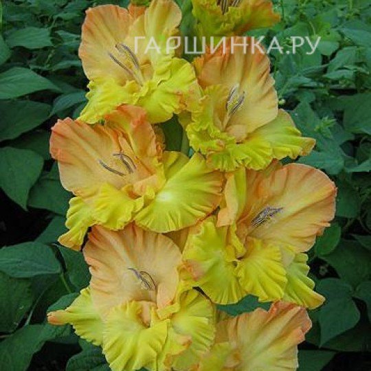 Гладиолус Расплавленное золото