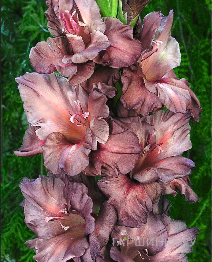 Гладиолус Серебряный Ручей