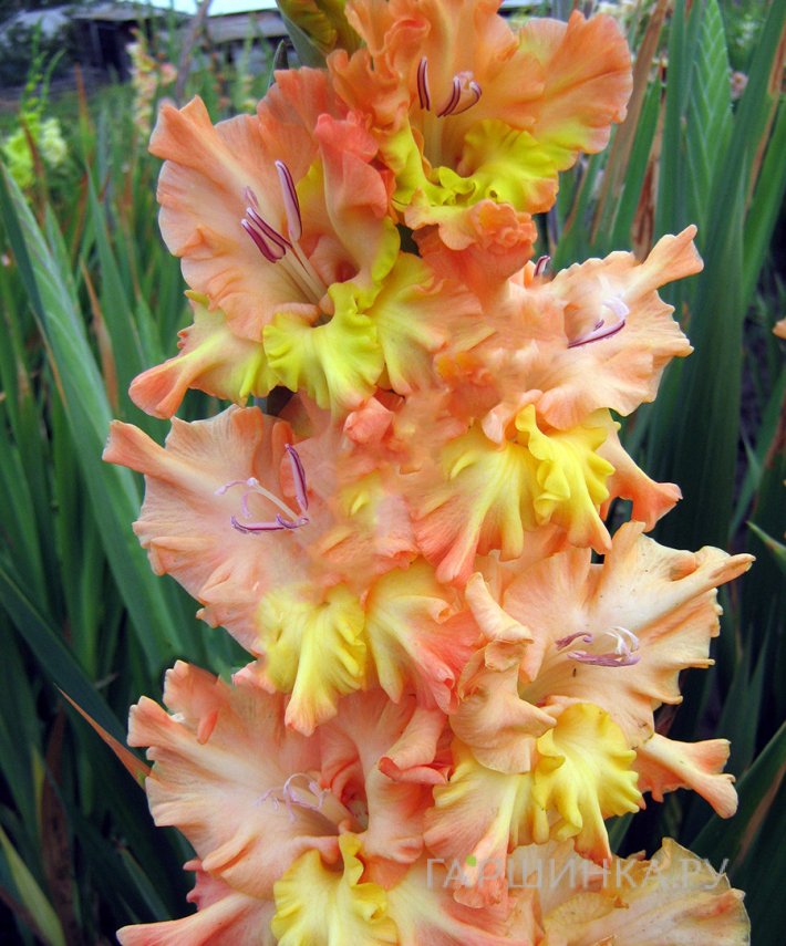 Гладиолус Солнечный День