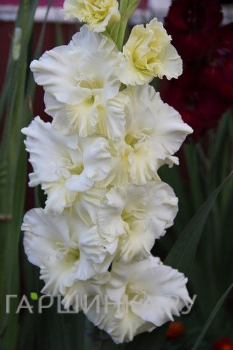 Гладиолус Тополиный пух