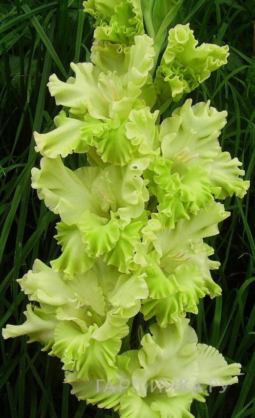 Гладиолус Травушка Муравушка