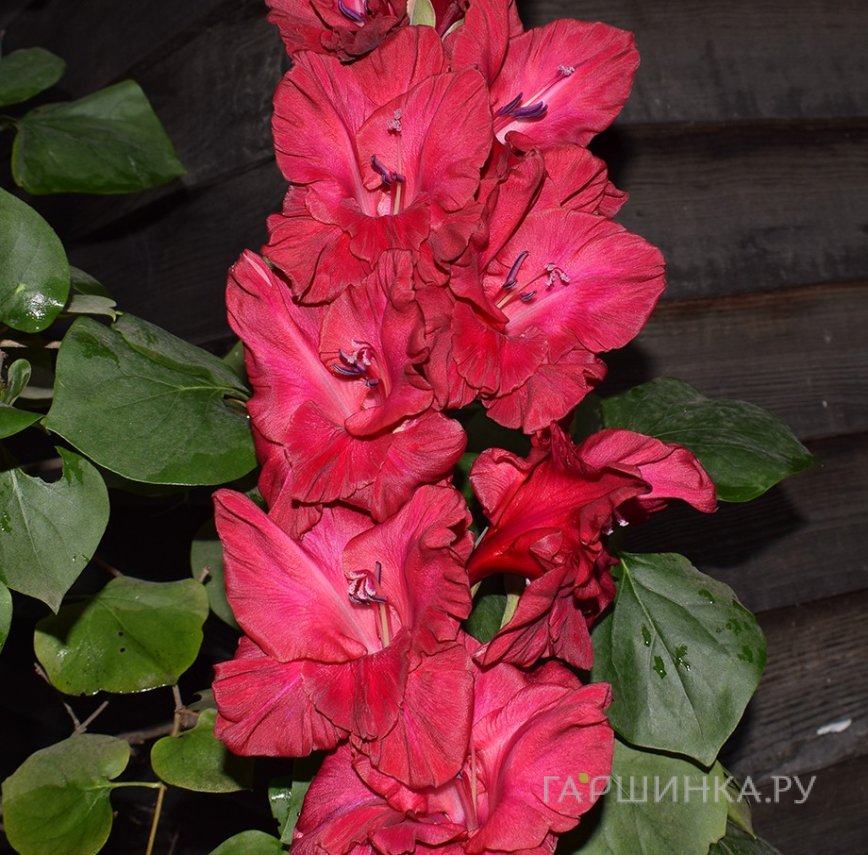 Гладиолус Вишневый напиток