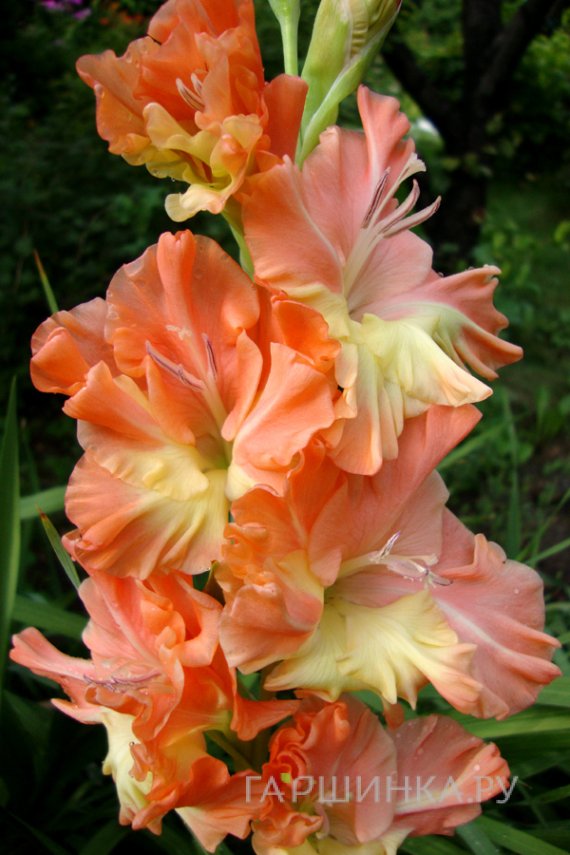 Гладиолус Звезда Балета 2 шт