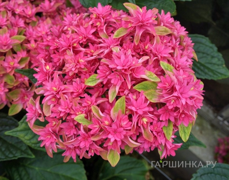 Гортензия Принцесса Диана крупнолистная (макрофила)