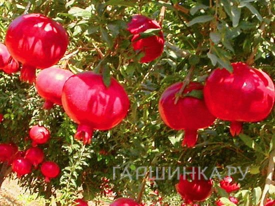 Гранат обыкновенный