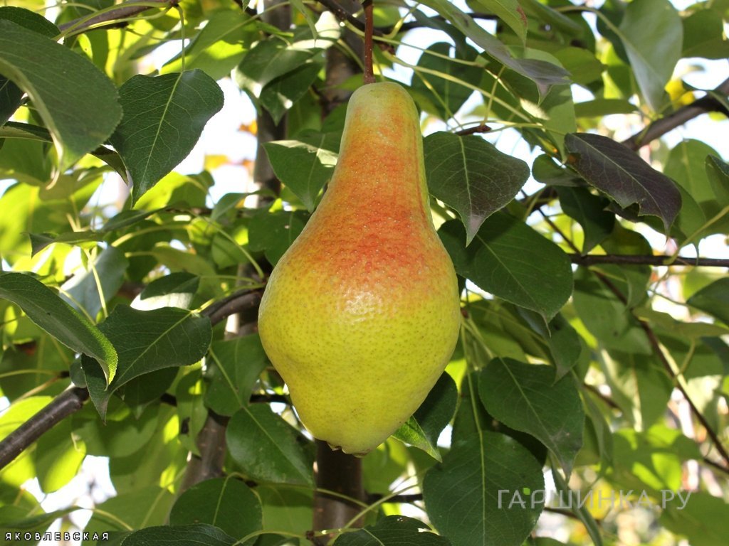 Груша Яковлевская