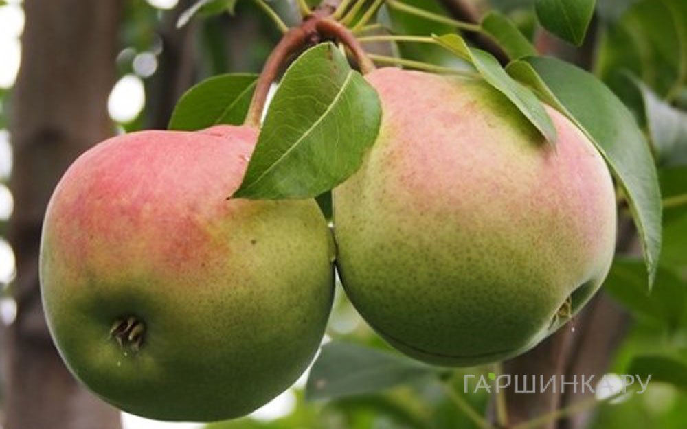 Груша Январская