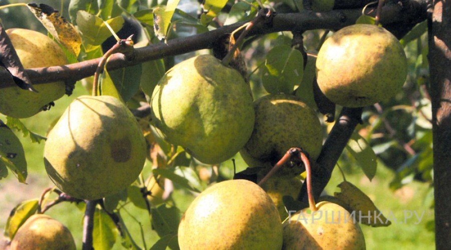 Груша Иссетская сочная