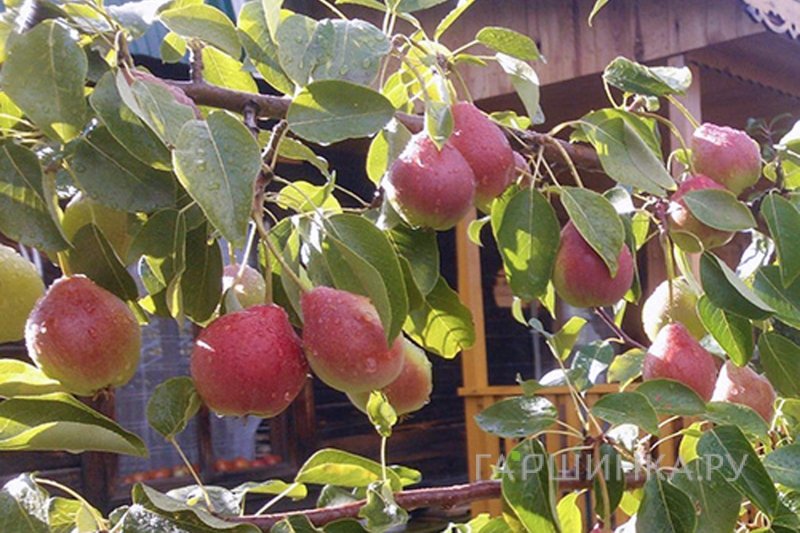 Груша Каратаевская