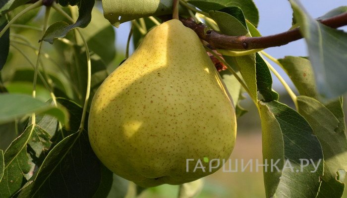 Груша Марсианка