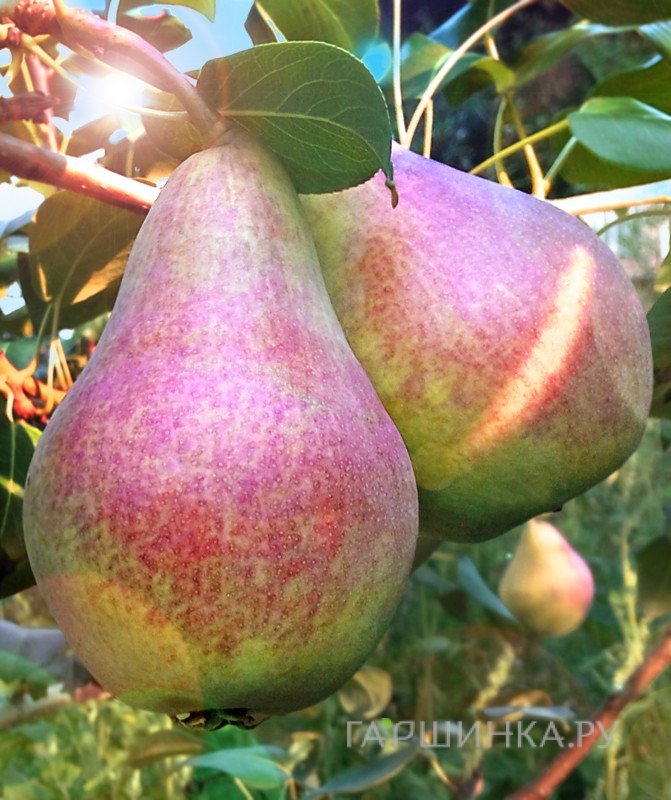 Груша Перун