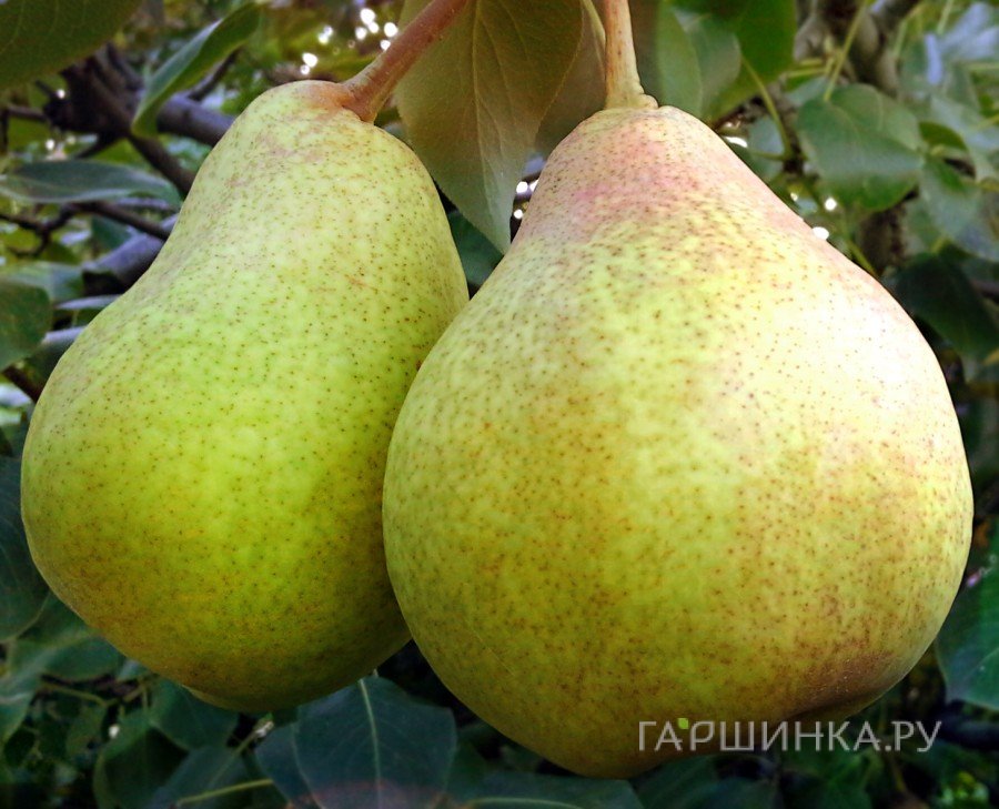 Груша Сказочная