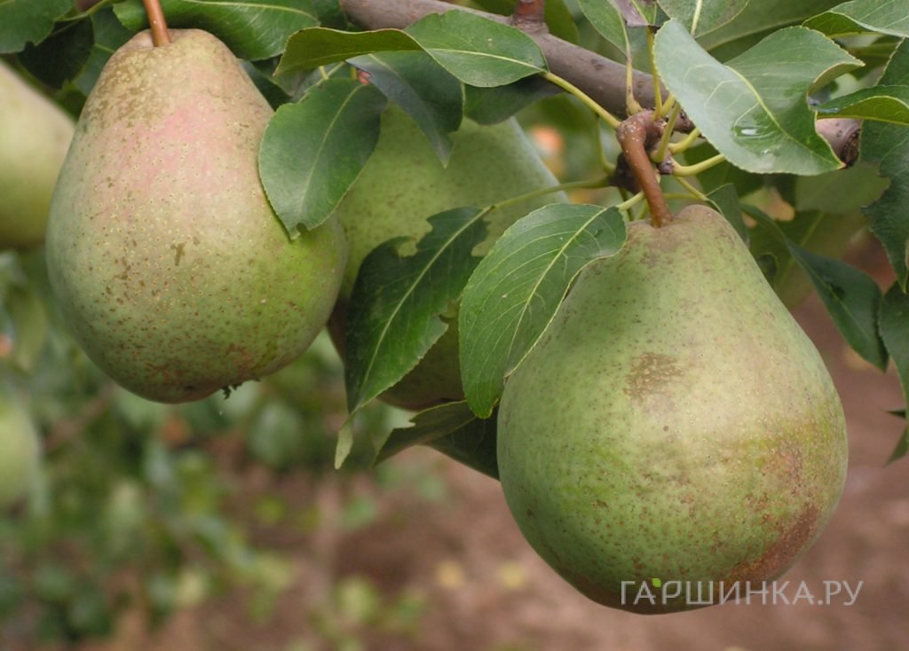 Груша Зимняя