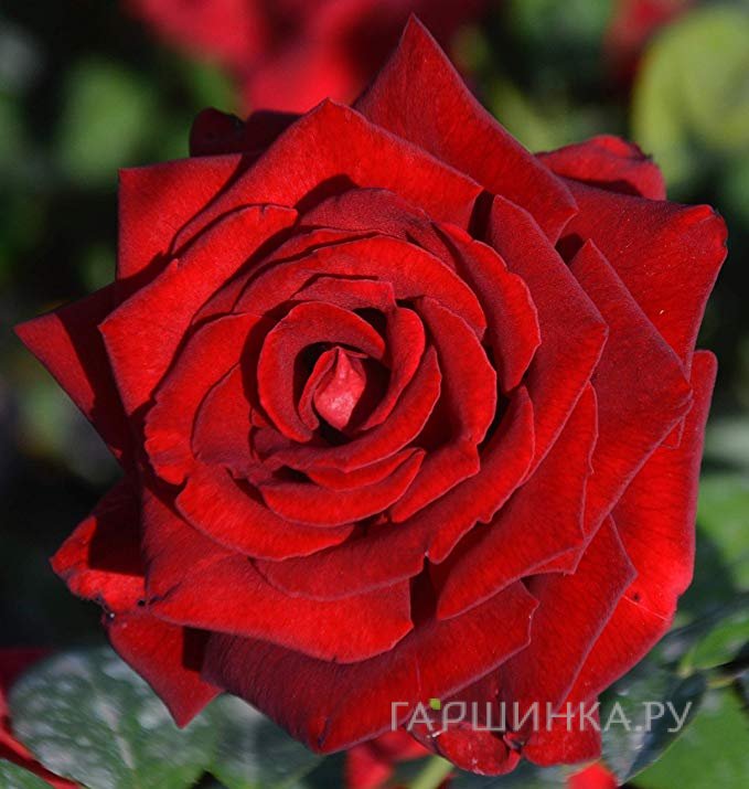 Роза Ингрид Бергман, Викс (лиц)