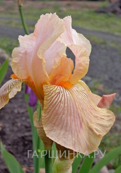 Ирис бородатый Эдвард оф Виндсор