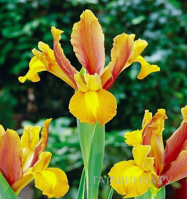 Ирис Бронз Бьюти 10шт