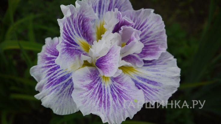 Ирис мечевидный Арлекинеск