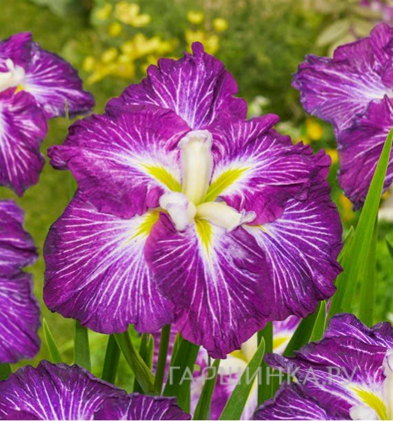 Ирис мечевидный Диннер Плейт Джелл О