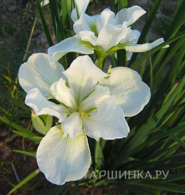Ирис сибирский Галлс Винг