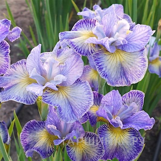 Ирис сибирский Кейп Код Бойз