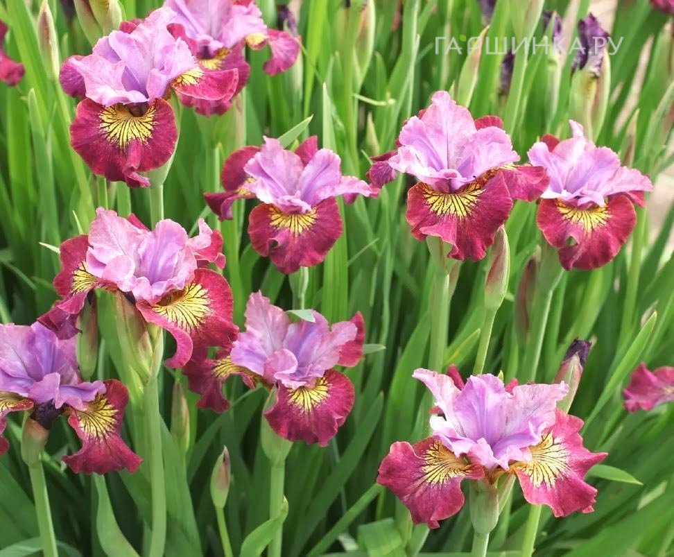 Ирис сибирский Мисс Эппл