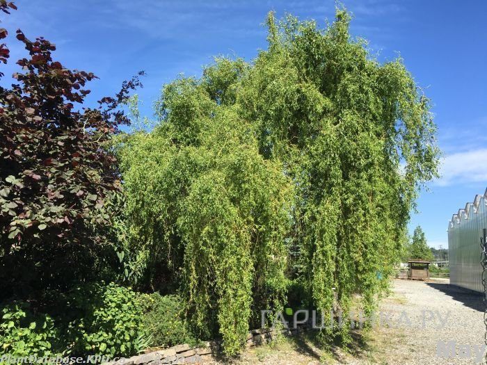 Ива Эритрофлексуоза (витые побеги и плакучая форма)