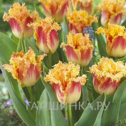 Тюльпан Джоинт Девижн бахромчатый 5шт.