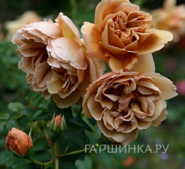 Роза Кафе, Кордес (лиц)