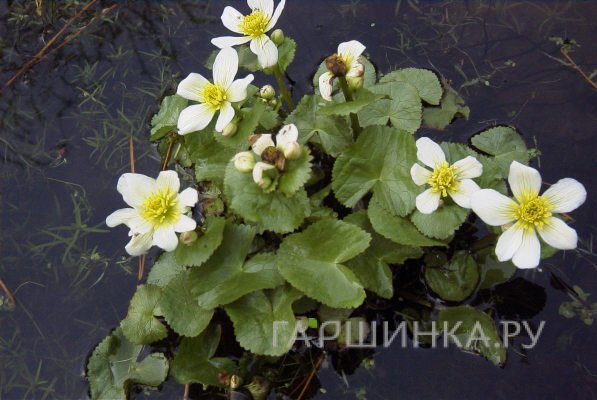 Калужница болотная Альба