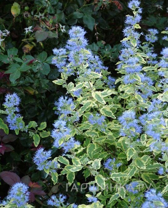 Кариоптерис Саммер Сорбет