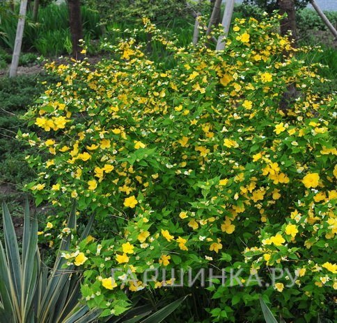 Керрия японская Голден Гвинея