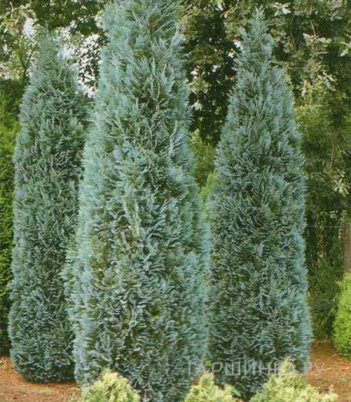 Кипарисовик Лавсона Эллвудз