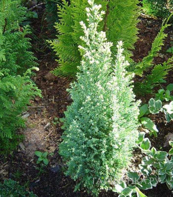 Кипарисовик Лавсона Сноу Вайт