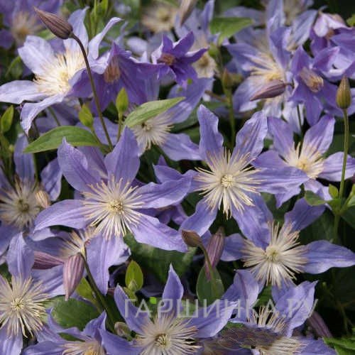 Клематис Блу Ривер (Голубая река) крупноцветковый (3)