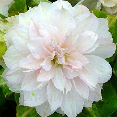 Клематис Дансинг Дорин махровый мелкоцветковый (2)