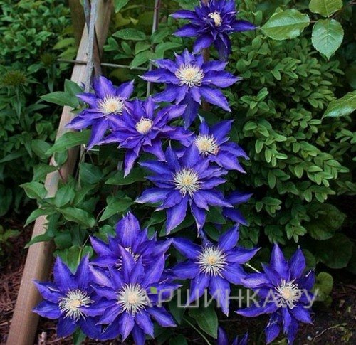 Клематис Хакуокан крупноцветковый (2)