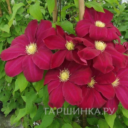 Клематис Хоши но Фламенко крупноцветковый (2)